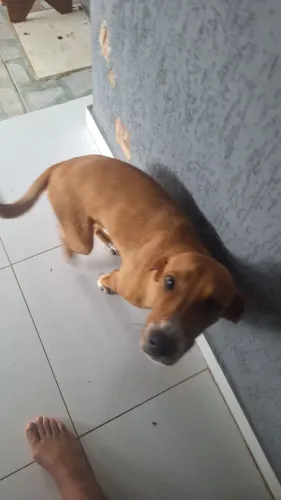 Cão femea