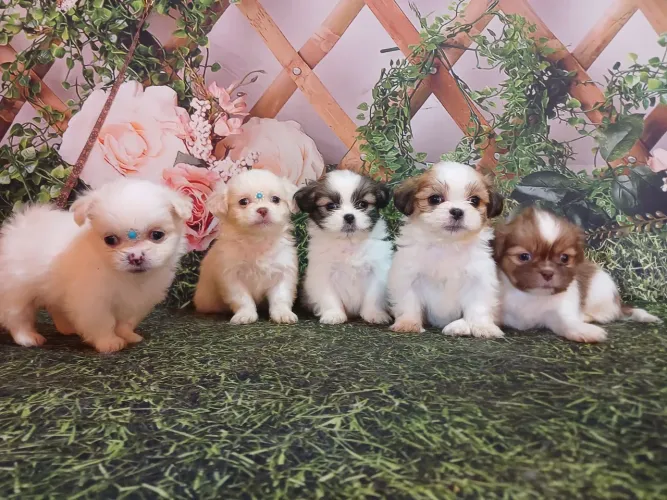 Venda de ShihTzu