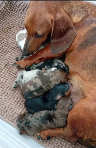 Filhotes de dachshund 