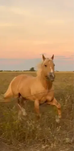 Cavalo QM registrado