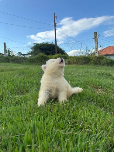 Filhotes de cachorros Samoeidas 