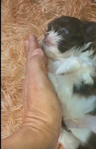 Shih tzu minúsculo macho