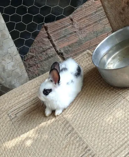 Coelho Mini Lion
