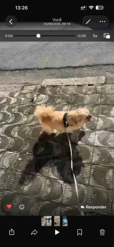 Shitzu