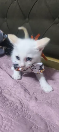 Gatinho angorá branco