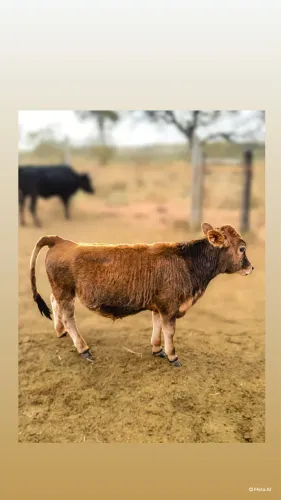 Mini Jersey 