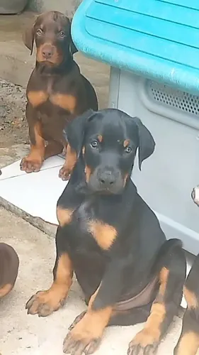 Doberman - PEDIGREE CBKC