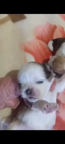 Shitzu mini