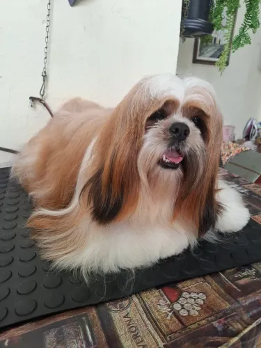 Lhasa procura namorada