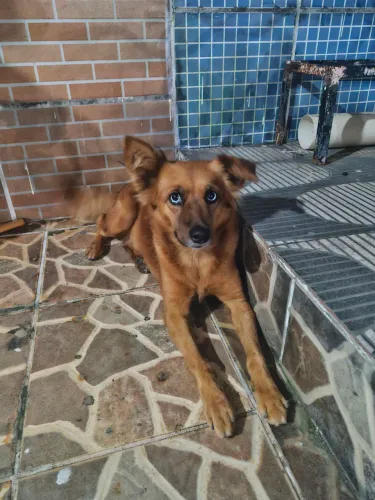 Adoção responsável cachorrinha dócil.