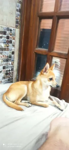 Doação de cachorro filhote 