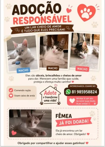 Doação de gatos