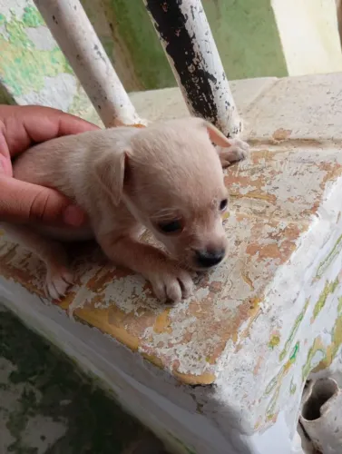 Filhotes de pinscher 