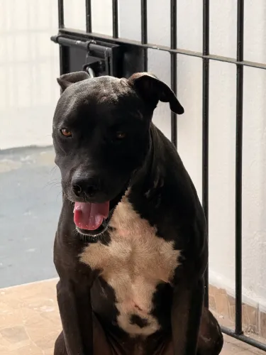 Adoção responsável 