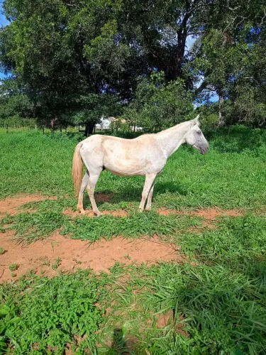 Cavalo