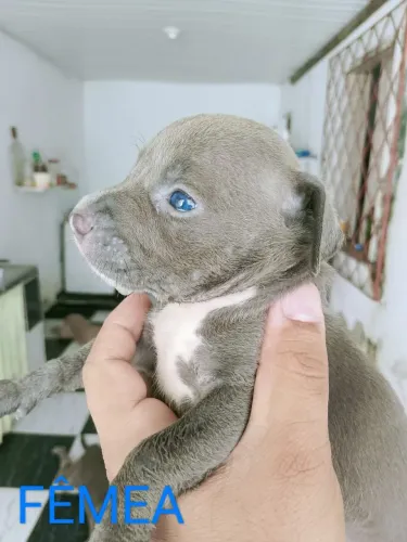 Pitbull pra venda 