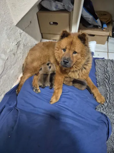 Chow chow 90 dias 