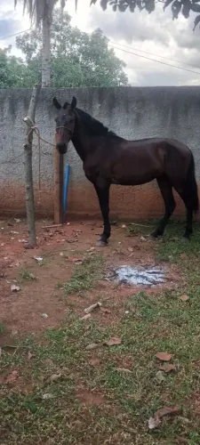 Cavalo MM