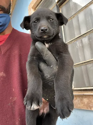 Doa - se filhote de cachorro