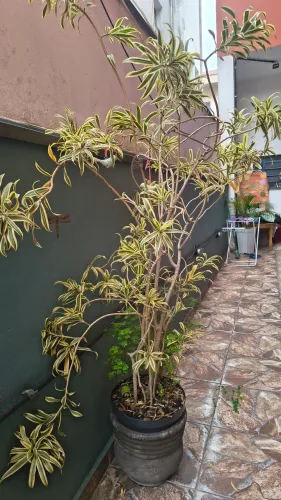 Dracena variegata