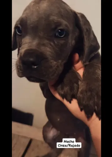 Cane Corso filhote 