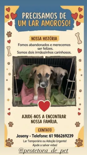 Cachorros para adoção