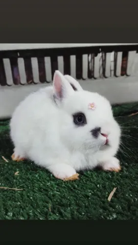 Mini coelhos Anão 