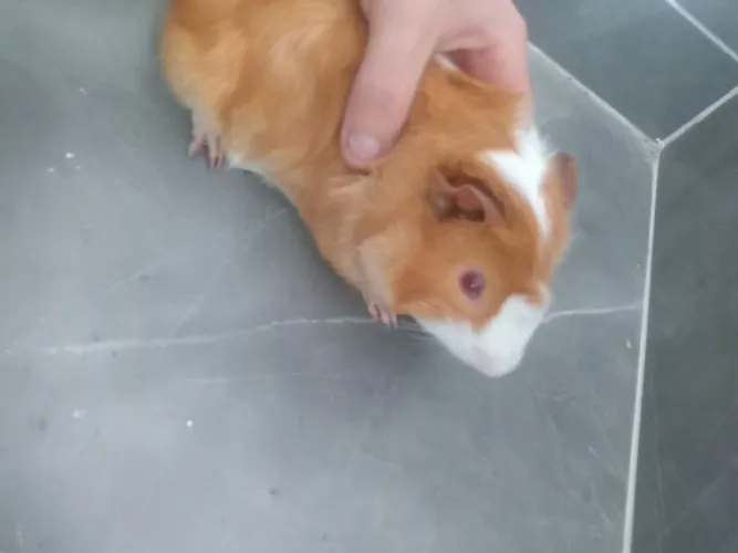 Porquinho da índia