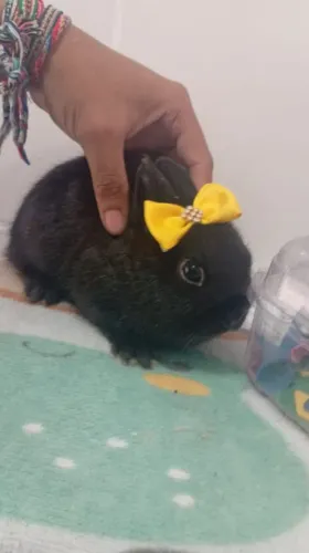 Anão Netherland pet