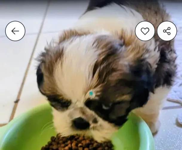  Alguém tem um pet shihtzu macho doando ou vendendo aqui em mata redonda PB 