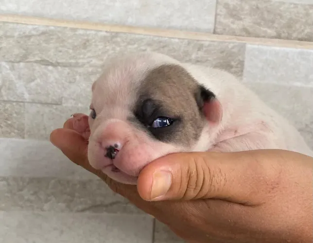 Lindos filhotes de Bulldog francês 