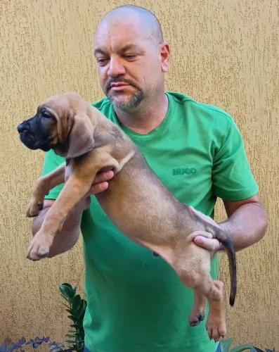 Filhotes de Fila Brasileiro Disponíveis