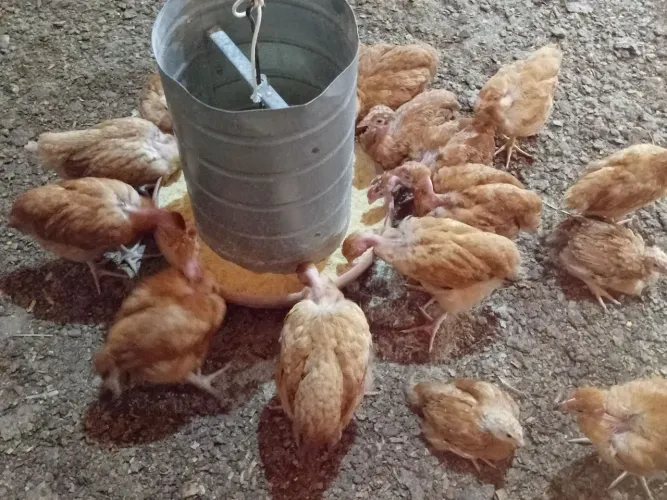 Frangas caipira pescoço pelado e Vermelho pesadão