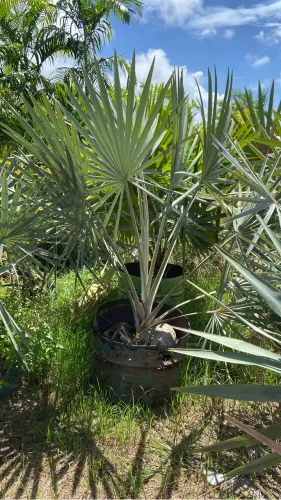 Palmeira Bismark