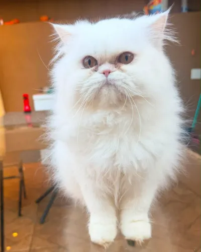 Gata Persa Branca de 6 Meses Muito Dócil
