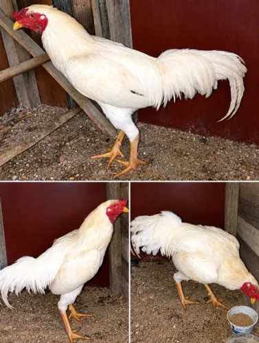 Vendo Frango