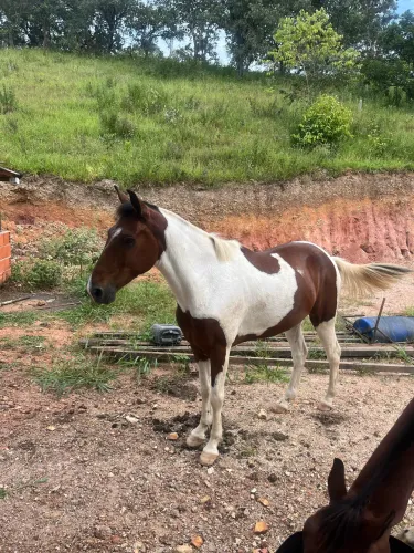Cavalo machador