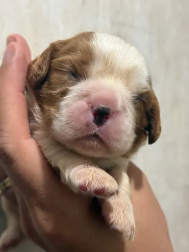 Pet Cavalier king disponível