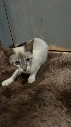 Doações de gatinho