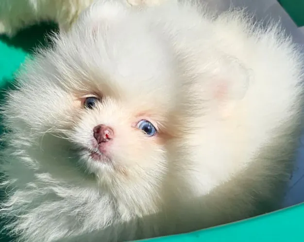 Lulu da Pomerânia branco macho ursinho olho azul