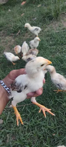 Vendo pintos caipiras,e indianos crista bola