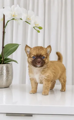 Chihuahua macho pelo longo 