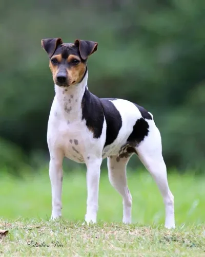 doação de cachorro