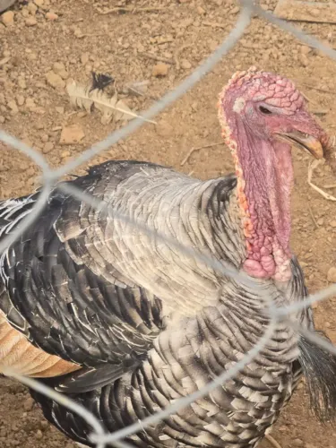 Vende-se Peru Macho com 1 ano
