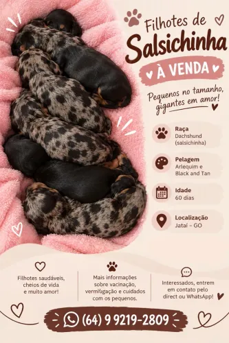 Filhotes de Dachshund Cofap Salsichinha Basset