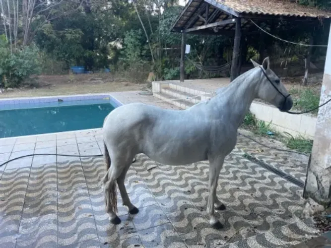 Animal