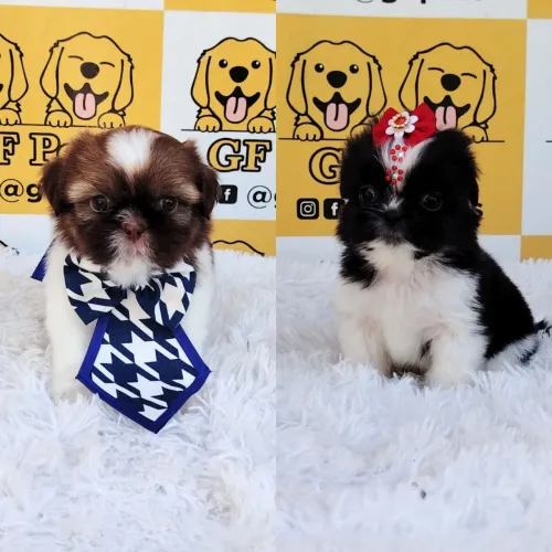 Shihtzu fêmea ou macho disponível, ler descrição
