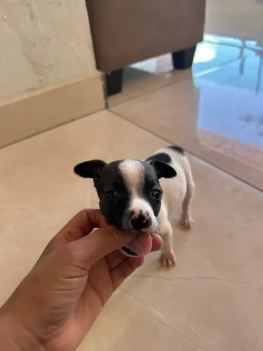 Vendo Pincher pequeno