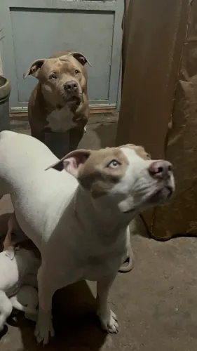 Cachorros pitbulls 