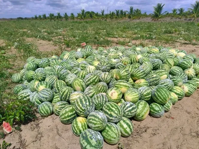 Terreno Rural 15 ha | 4 ha Irrigados | Poço + Reservatório | Pronto para Produzir